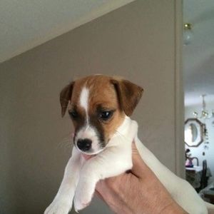 Meet your Posher, Billy